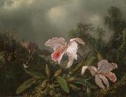 Martin Johnson Heade Jungle Orchids and Hummingbirds oil painting